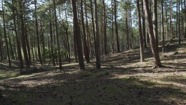 Boreal forest in Stilo, Pomeranian Voivodeship, Poland - A Sight of Trees Within the Forest - Panning left shot.
