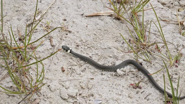 A Grass Snake creeps Through a Sandy Environment -  Close Up slow motion shot.