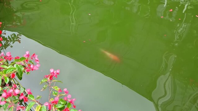 Fish in pond. Very beautiful and tame fish.
