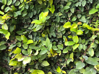 Fototapeta premium Small green leaves_Ri