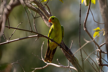 Australian Red-Winged Parrot (Aprosmictus erythropterus) Far North Queensland.