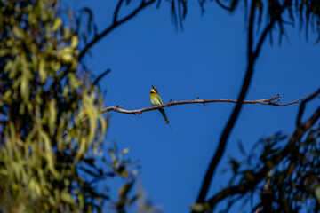 Rainbow Bee-eater (Merops ornatus) in Australia.