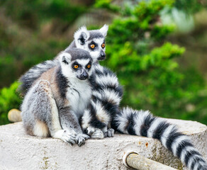 Lemur catta close-up in natural habitat. Animal protection concept