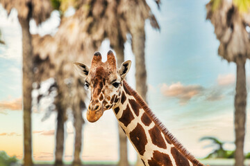 Reticulated giraffe, close-up, animal welfare concept