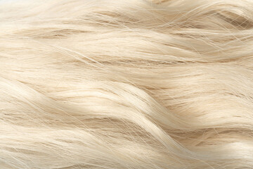 Blonde curly long hair close-up. A wave of hair as a background