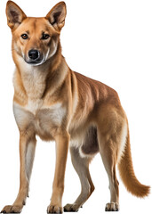 Picture of a dingo isolated on transparent background, png