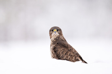Common Buzzard in winter scenery, snowy forest