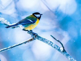 Tit bird in a beautiful winter forest. Winter frosty background with animal. Songbirds in snowy...