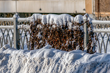 Dry snow-covered ivy on a snow-covered fence on a winter day