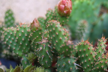 kaktus opuntia opuncja Freisina