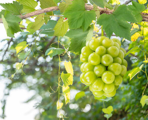 Sweet green grape on a branch over green natural garden Blur background, Bunch of Shine Muscat Grape with leaves in blur background.