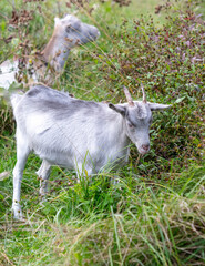 A goat grazes in the grass in a pasture
