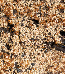 Close up of red ant eggs. Macro