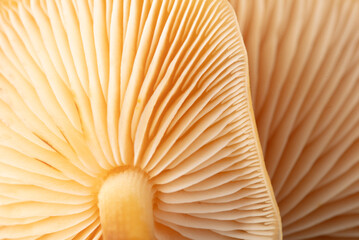 Winter honey fungus mushroom as a background. Macro - obrazy, fototapety, plakaty
