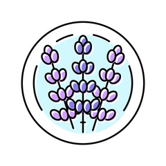 lavender cosmetic plant color icon vector. lavender cosmetic plant sign. isolated symbol illustration