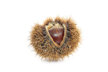 raw japanese chestnut isolated  on a white background