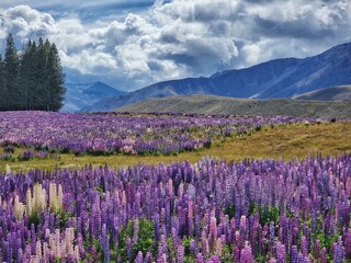 field of lupins New Zealand