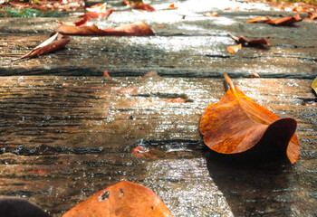 Dry brown leaves on a wet wooden walkway  For designing autumn product covers