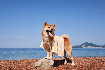 A Shiba Inu dog clad in a towel stands poised on a beach, ocean backdrop.The image captures the...