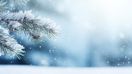 Christmas background with fir branches covered with hoarfrost and snowflakes