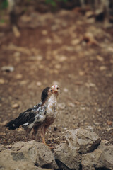 chicken around the house