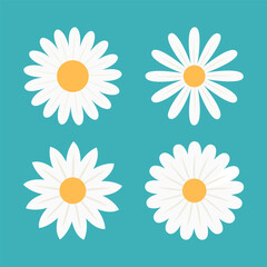 Daisy Camomile set. Four white chamomile icon. Cute round flower head plant collection. Love card symbol. Growing concept. Nature style. Flat design. Isolated. Blue background.