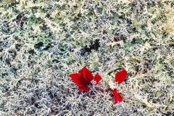Red autumn leaves in white cladonia lichens