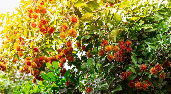 rambutan tree waiting for the harvest in the agriculture farm at asian,  plantation thai fruit tree orchard outdoor natural.
