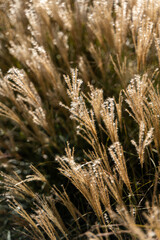 plants in the garden, pampas grass, garden landscaping
