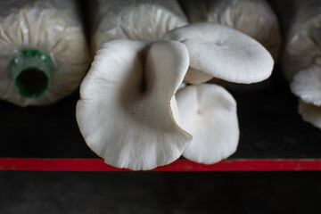 Oyster mushroom in mushroom cultivation cultivation farm