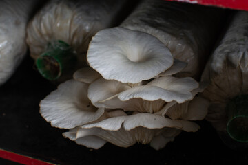 Oyster mushroom in mushroom cultivation cultivation farm