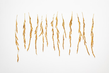 Some rice ears are arranged on a white background. Ears isolated on white. 