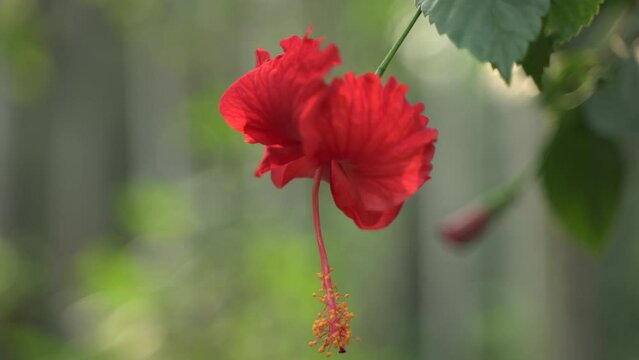 Red jaba or china rose flowers bloomed on the tree