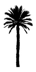 Obraz premium The silhouette of a palm tree