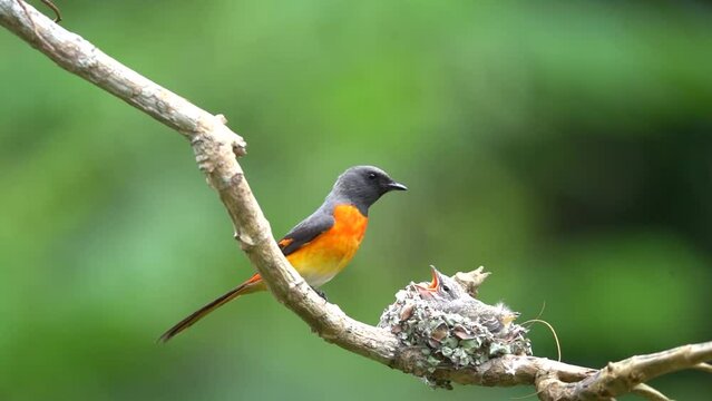 The mother small minivet bird feeding her baby in the nest on a tree branch. Animal wildlife behavior
