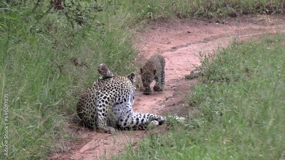 Poster A leopard cub runs towards its mother to get some affection. Close up shot.