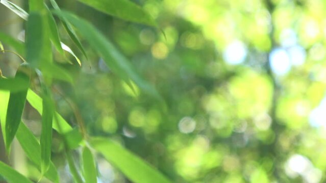 風に揺れる笹の葉の新緑  4K クローズアップ 
