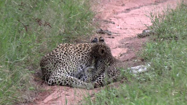 A female leopard lies with her cub on a game trail playing and grooming it.