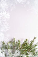 Festive Christmas background with a branch of live spruce and pine on a white background, top view
