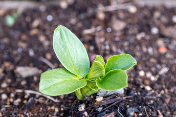 Fava bean seedling (Vicia faba) transplanted in Japan in December 