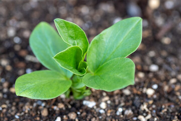 Fava bean seedling (Vicia faba) transplanted in Japan in December 