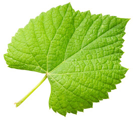 Fresh grape leaves isolated on white background, Grape leaf on white With clipping path.