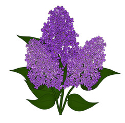 Bouquet of blooming lilacs. Spring. Purple