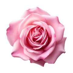 Pink rose isolated on white, png