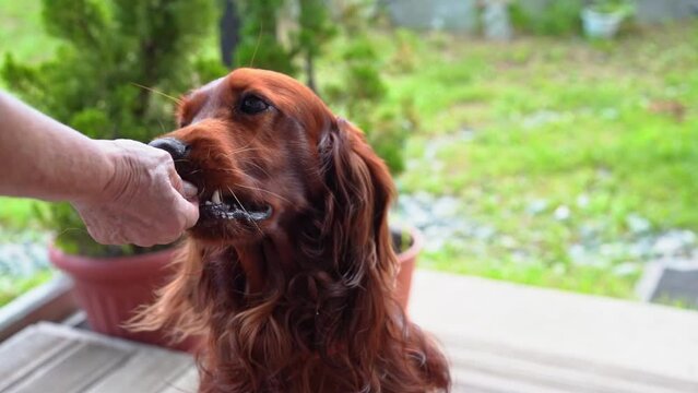 Dog training. The red Irish setter gives voice and barks for food.
