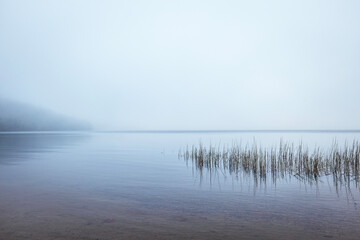 grassy shoreline and calm water in mist and fog, Donnell Pond, Maine