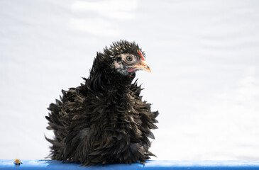 Black Bantam Frizzle Pullet Hen Chicken
