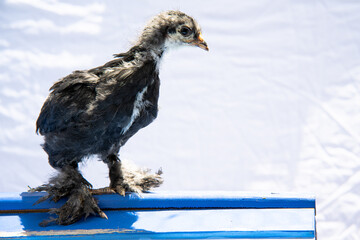 Black Brahma Pullet Hen Chicken