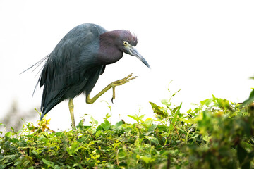 A Little Blue Heron Getting Ready to Scratch his Face