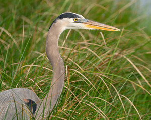 A Great blue heron Waiting to Strike